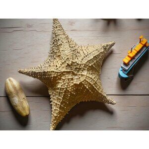 Natural Textured Starfish Decor - Large Preserved Sea Life Accent For Coastal &